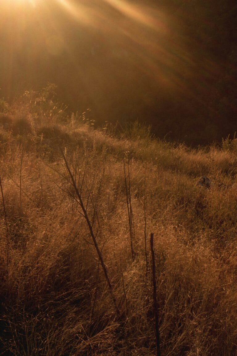 une lumière douce et brune caresse d'un dernier souffle, les collines de mes souvenirs.